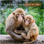 [애니팩트] 전 세계 영장류의 60%가 멸종위기에 처했다-라이프ㅣ한국일보