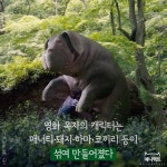 [애니팩트] 영화 ‘옥자’ 캐릭터의 모델이 된 동물-라이프ㅣ한국일보