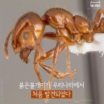 [애니팩트] 붉은불개미가 우리나라에서 생태계교란 생물로 지정된다-라이프ㅣ한국일보