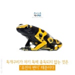 [애니팩트] 독개구리가 자기 독에 중독되지 않는 이유-라이프ㅣ한국일보