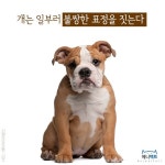 [애니팩트] 개는 일부러 불쌍한 표정을 짓는다-라이프ㅣ한국일보