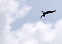 하늘을 날다-스포츠ㅣ한국일보
