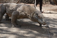 마지막 공룡이 사는 섬 코모도, 내년 폐쇄 안 한다-국제ㅣ한국일보