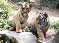 새끼 한국 호랑이 “곧 백일 잔치해요”-사회ㅣ한국일보