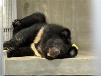 2025 동물복지대상에 사육곰 보호하는 국립공원야생생물보전원-라이프ㅣ한국일보