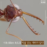 [애니팩트] 시속 80km 속도로 턱을 닫는 개미가 있다.-라이프ㅣ한국일보