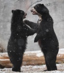 “이거 봐! 내가 더 크지?” 장난치는 안경곰