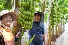 해남도 바나나 산지다..오는 7월 첫 수확 | 한국일보 전남 해남 땅끝마을에서 자란 국산 바나나 | 한국일보