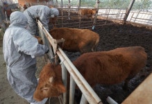 Confirmed cases of lumpy skin disease reach 105 - The Korea Times Confirmed cases of lumpy skin disease reach 105 