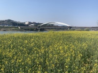 상주 낙동강 경천섬 유채꽃 만발 | 서울경제 상주 낙동강 경천섬 유채꽃 만발