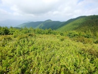 사람없이 그곳에서 꽃길만 걷자 | 서울경제 사람없이 그곳에서 꽃길만 걷자