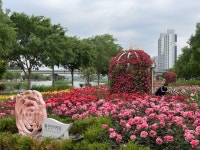 ‘장미 천국’된 광진구…‘광진장미정원’에 장미 30종·3만여 주 | 서울경제 ‘장미 천국’된 광진구…‘광진장미정원’에 장미 30종... 