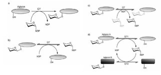 [보고서]진화된 당전이효소에 의한 small molecule glycosylation