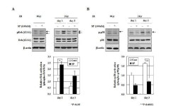 [보고서]성체줄기세포로부터 신경계 세포로 교차 분화한 중추 및 말초신경 손상 회복 기술 개발 [보고서]성체줄기세포로부터 신경계 세포로 교차... 