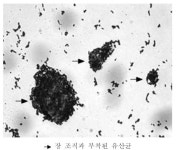 [보고서]가축질병 예방을 위한 면역증강 발효사료 개발