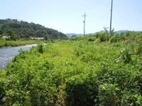 [보고서]기후변화에 따른 알레르기 유발식물 성장 및 그 영향에 관한연구