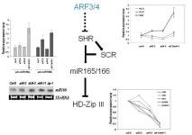 [보고서]옥신과 엡신산에 의한 측근발생조절과 microRNA166