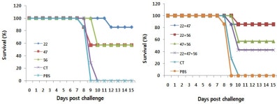 [보고서]오리엔시아 쯔쯔가무시 외막단백질의 Memory T cell quality 연구