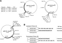 [보고서]효모로부터 발현되는 Trehalose-6-phosphate synthase complex의 삼차원 구조규명과 거대 단백질 복합체 분리정제법 확립