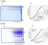 [보고서]Cellulose-based Biofuel 생산효율 향상 기술개발
