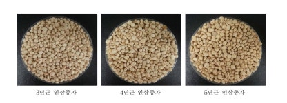 [보고서]발효 인삼 종자의 기능성 및 고부가가치 식품 연구