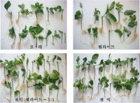 [보고서]아열대과수 도입 평가 및 적응재배법 개발