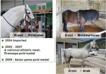 [보고서]국산 승용마를 활용한 농촌 관광 승마 강소농 모델 개발