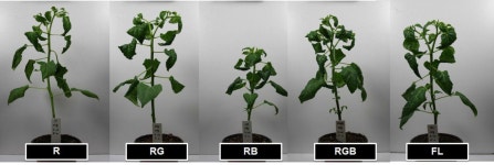 [보고서]고효율 LED 광원을 사용한 에너지절감/친환경성 식물 재배기 및 작물 적용 기술 개발에 관한 연구