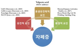 [보고서]자폐증 뇌의 흥분성 신경 이상분화 기전 규명