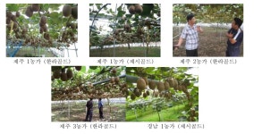 [보고서]황색참다래 신품종 표준재배 농가현장접목연구