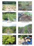 [보고서]하이부시 및 래빗아이 블루베리의 안전 재배 연구