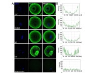 [보고서]형질전환 소 생산을 위한 수정란 이식 시스템 효율성 증진
