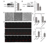 [보고서]형질전환 소 생산을 위한 수정란 이식 시스템 효율성 증진