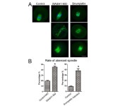[보고서]형질전환 소 생산을 위한 수정란 이식 시스템 효율성 증진