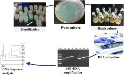 [보고서]주류 가공부산물의 특성 규명 및 사료가치 증진을 통한 한우 섬유질 배합사료 제조 기술 개발