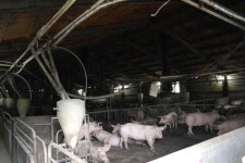 [보고서]돼지사료와 슬러리의 발효기질 선발과 축산발효액 순환에 의한 돈사악취 저감기술 개발