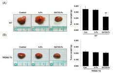 [보고서]암 항원을 이용한 식물유래 대장암 수지상세포백신 및 경구백신 실용화 기반기술 개발