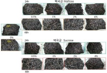 [보고서]Eurotium sp.를 활용한 고부가가치 Golden Flower Tea(금화차) 개발