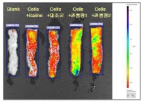 [보고서]줄기세포 전달 및 치료효과 촉진용 신기능 소재 개발 및 효능 평가