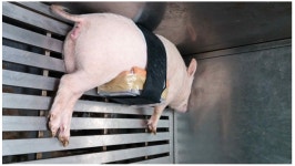 [보고서]가슴확대 의료기 이브라 성능개선을 위한 신제품 기술개발사업