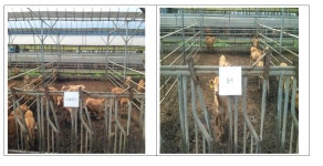 [보고서]천연물을 이용하여 개발된 면역증강제 후보물질의 사료첨가제 및 동물용 의약품사업화