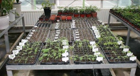 [보고서]Geminivirus 발생기작 및 피해경감 기술 개발