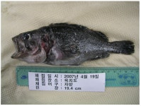 [보고서]통영해역의 바다목장화 개발연구 용역사업 보고서(3단계 2차년도)