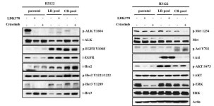 [보고서]Anaplastic Lymphoma Kinase (ALK) 양성 비소세포폐암의 ALK 저해제 내성 획득 기전 규명을 통한 내성 극복 연구
