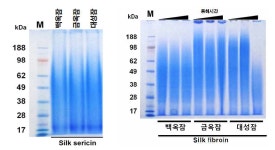 [보고서]의료용 소재 개발을 위한 품종별 누에고치 특성 연구