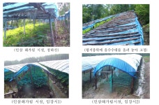 [보고서]중국 내 인삼종자 유통실태 및 국내산과 중국산 인삼의 특성 비교 분석