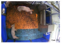 [보고서]가축생체정보기반 동물복지 돈사관리모형 개발
