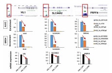 [보고서]한국인 호발암에서 에피지네틱 바이오마커 발굴 및 표적 치료제의 개발과 응용