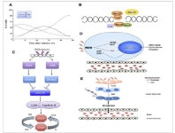 [보고서]저산소/산성 환경 특이적 산화환원효소 억제를 통한 방사선 저항성 제어 기술 개발