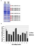 [보고서]허혈성 뇌손상 치료를 위한 줄기세포 대량배양기술, 생체 내 미세환경 조절 및 응용기술 개발